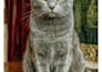 draw custom pet portrait